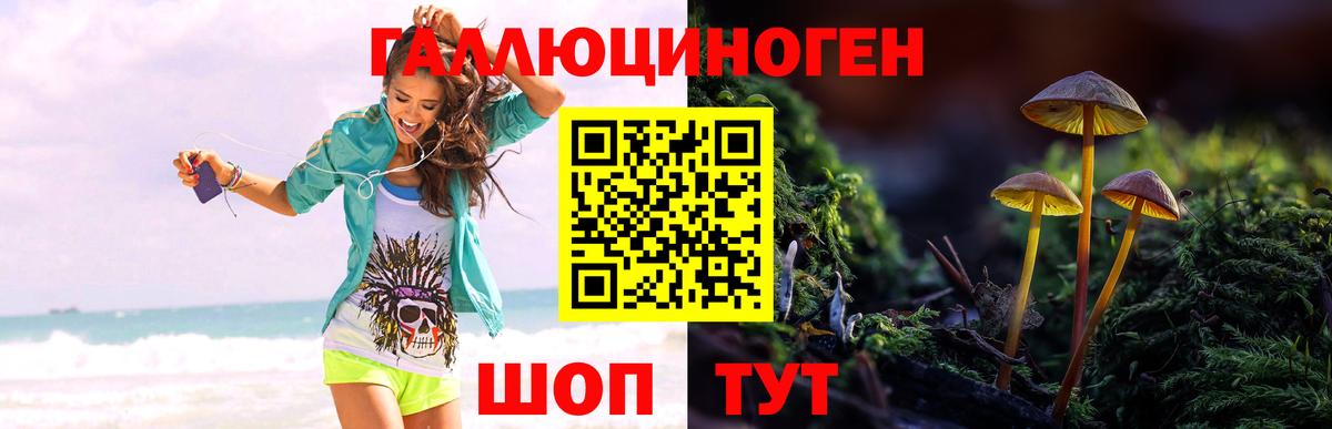 Брянск  Псилоцибиновые грибы GOLDEN TEACHER  Вход с VPN 